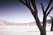 oort-namibia-dead-trees