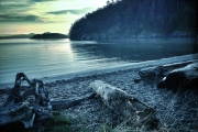 old-trees-on-beach